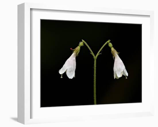 Twinflower (Linnaea Borealis), Idaho Panhandle National Forests, Idaho, USA, North America-James Hager-Framed Photographic Print