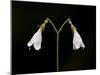 Twinflower (Linnaea Borealis), Idaho Panhandle National Forests, Idaho, USA, North America-James Hager-Mounted Photographic Print