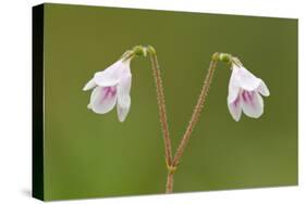 Twinflower (Linnaea Borealis) in Flower in Pine Woodland, Abernethy National Nr, Scotland, UK-Mark Hamblin-Stretched Canvas