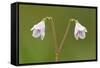 Twinflower (Linnaea Borealis) in Flower in Pine Woodland, Abernethy National Nr, Scotland, UK-Mark Hamblin-Framed Stretched Canvas