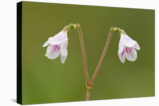 Twinflower (Linnaea Borealis) in Flower in Pine Woodland, Abernethy National Nr, Scotland, UK-Mark Hamblin-Stretched Canvas