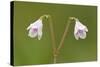 Twinflower (Linnaea Borealis) in Flower in Pine Woodland, Abernethy National Nr, Scotland, UK-Mark Hamblin-Stretched Canvas