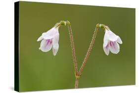 Twinflower (Linnaea Borealis) in Flower in Pine Woodland, Abernethy National Nr, Scotland, UK-Mark Hamblin-Stretched Canvas