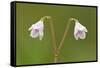 Twinflower (Linnaea Borealis) in Flower in Pine Woodland, Abernethy National Nr, Scotland, UK-Mark Hamblin-Framed Stretched Canvas