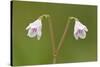 Twinflower (Linnaea Borealis) in Flower in Pine Woodland, Abernethy National Nr, Scotland, UK-Mark Hamblin-Stretched Canvas