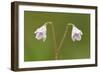 Twinflower (Linnaea Borealis) in Flower in Pine Woodland, Abernethy National Nr, Scotland, UK-Mark Hamblin-Framed Photographic Print