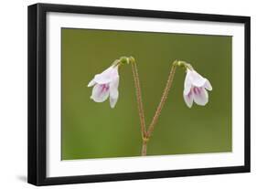 Twinflower (Linnaea Borealis) in Flower in Pine Woodland, Abernethy National Nr, Scotland, UK-Mark Hamblin-Framed Photographic Print