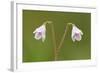 Twinflower (Linnaea Borealis) in Flower in Pine Woodland, Abernethy National Nr, Scotland, UK-Mark Hamblin-Framed Photographic Print