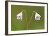 Twinflower (Linnaea Borealis) in Flower in Pine Woodland, Abernethy National Nr, Scotland, UK-Mark Hamblin-Framed Photographic Print