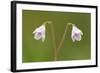 Twinflower (Linnaea Borealis) in Flower in Pine Woodland, Abernethy National Nr, Scotland, UK-Mark Hamblin-Framed Photographic Print