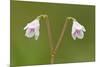 Twinflower (Linnaea Borealis) in Flower in Pine Woodland, Abernethy National Nr, Scotland, UK-Mark Hamblin-Mounted Photographic Print