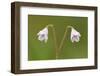 Twinflower (Linnaea Borealis) in Flower in Pine Woodland, Abernethy National Nr, Scotland, UK-Mark Hamblin-Framed Photographic Print