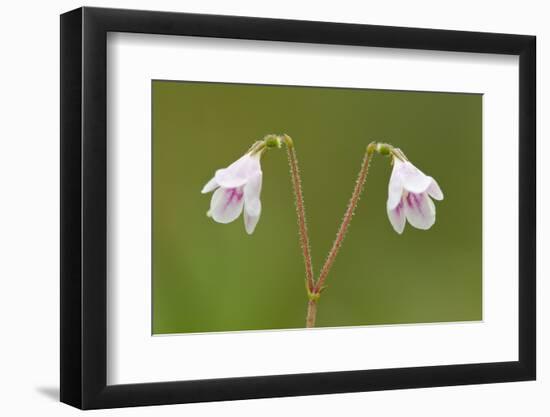 Twinflower (Linnaea Borealis) in Flower in Pine Woodland, Abernethy National Nr, Scotland, UK-Mark Hamblin-Framed Photographic Print