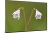 Twinflower (Linnaea Borealis) in Flower in Pine Woodland, Abernethy National Nr, Scotland, UK-Mark Hamblin-Mounted Photographic Print
