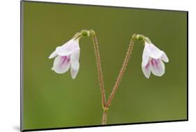 Twinflower (Linnaea Borealis) in Flower in Pine Woodland, Abernethy National Nr, Scotland, UK-Mark Hamblin-Mounted Photographic Print