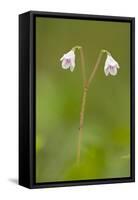 Twinflower (Linnaea Borealis) in Flower in Pine Woodland, Abernethy Reserve, Cairngorms, Scotland-Mark Hamblin-Framed Stretched Canvas