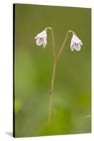 Twinflower (Linnaea Borealis) in Flower in Pine Woodland, Abernethy Reserve, Cairngorms, Scotland-Mark Hamblin-Stretched Canvas