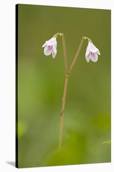 Twinflower (Linnaea Borealis) in Flower in Pine Woodland, Abernethy Reserve, Cairngorms, Scotland-Mark Hamblin-Stretched Canvas