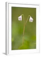 Twinflower (Linnaea Borealis) in Flower in Pine Woodland, Abernethy Reserve, Cairngorms, Scotland-Mark Hamblin-Framed Photographic Print