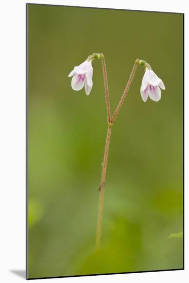 Twinflower (Linnaea Borealis) in Flower in Pine Woodland, Abernethy Reserve, Cairngorms, Scotland-Mark Hamblin-Mounted Photographic Print