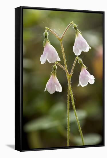 Twinflower (Linnaea Borealis)-Bob Gibbons-Framed Stretched Canvas