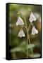 Twinflower (Linnaea Borealis)-Bob Gibbons-Framed Stretched Canvas