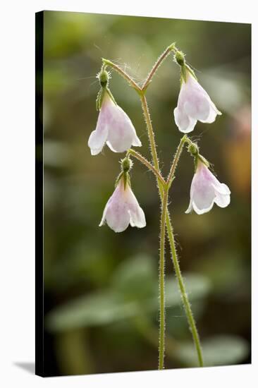 Twinflower (Linnaea Borealis)-Bob Gibbons-Stretched Canvas