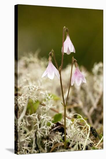 Twinflower (Linnaea Borealis)-Bob Gibbons-Stretched Canvas