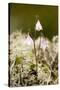 Twinflower (Linnaea Borealis)-Bob Gibbons-Stretched Canvas