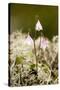 Twinflower (Linnaea Borealis)-Bob Gibbons-Stretched Canvas