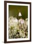 Twinflower (Linnaea Borealis)-Bob Gibbons-Framed Photographic Print