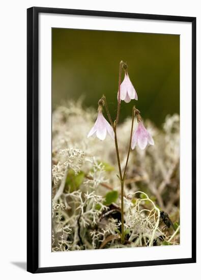 Twinflower (Linnaea Borealis)-Bob Gibbons-Framed Photographic Print