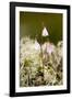 Twinflower (Linnaea Borealis)-Bob Gibbons-Framed Photographic Print