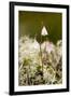 Twinflower (Linnaea Borealis)-Bob Gibbons-Framed Photographic Print