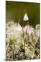 Twinflower (Linnaea Borealis)-Bob Gibbons-Mounted Photographic Print