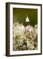 Twinflower (Linnaea Borealis)-Bob Gibbons-Framed Photographic Print