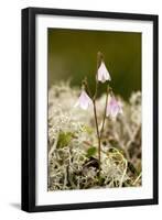 Twinflower (Linnaea Borealis)-Bob Gibbons-Framed Photographic Print