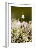 Twinflower (Linnaea Borealis)-Bob Gibbons-Framed Photographic Print