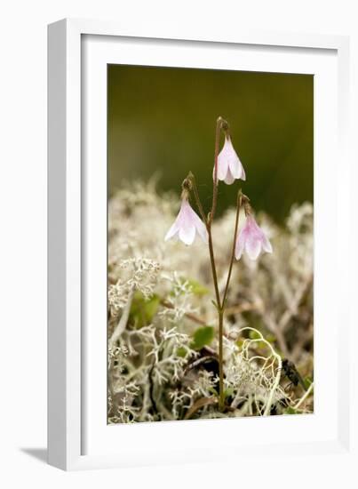 Twinflower (Linnaea Borealis)-Bob Gibbons-Framed Photographic Print