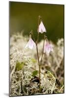 Twinflower (Linnaea Borealis)-Bob Gibbons-Mounted Photographic Print