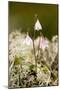 Twinflower (Linnaea Borealis)-Bob Gibbons-Mounted Photographic Print