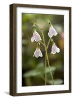 Twinflower (Linnaea Borealis)-Bob Gibbons-Framed Photographic Print