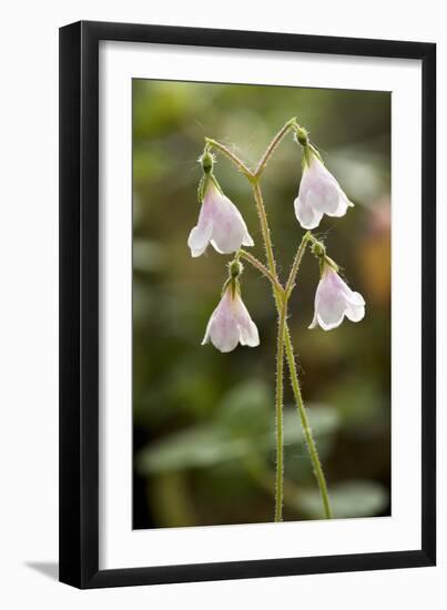 Twinflower (Linnaea Borealis)-Bob Gibbons-Framed Photographic Print