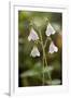 Twinflower (Linnaea Borealis)-Bob Gibbons-Framed Photographic Print