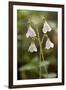 Twinflower (Linnaea Borealis)-Bob Gibbons-Framed Photographic Print