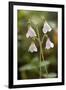 Twinflower (Linnaea Borealis)-Bob Gibbons-Framed Photographic Print