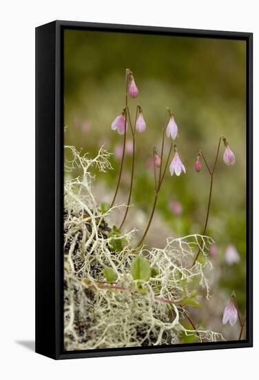 Twinflower-null-Framed Stretched Canvas