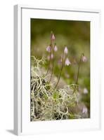Twinflower-null-Framed Photographic Print