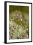 Twinflower-null-Framed Photographic Print