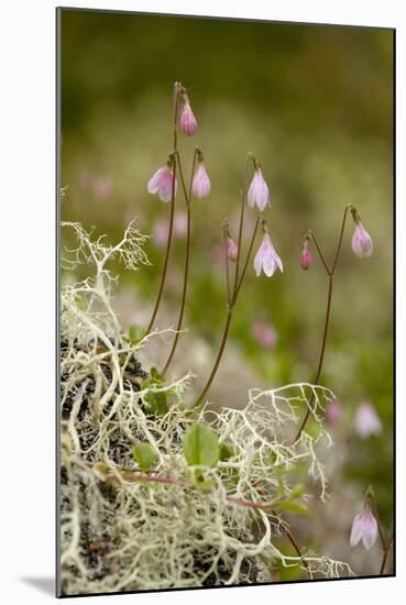 Twinflower-null-Mounted Photographic Print